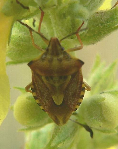 Carpocoris pudicus